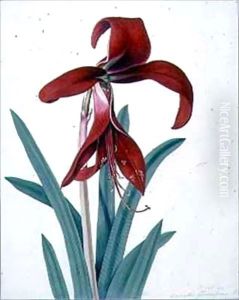 Flower Studies 2 by Peter Brown