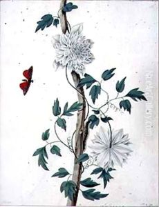 Flower Studies 3 by Peter Brown