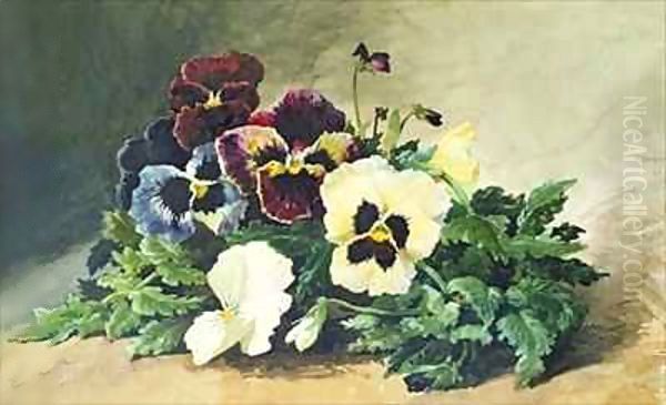 Winter Pansies - view 1