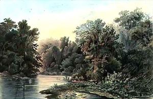 Forest Scene on the Lehigh, Pennsylvania
