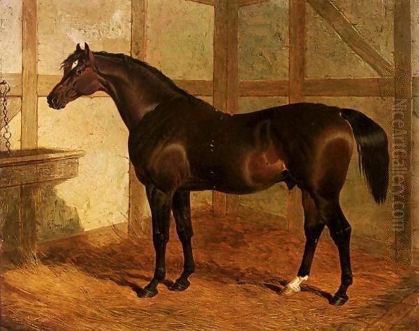 Partisan, A Dark Bay Racehorse In A Stable - view 1