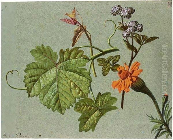 Studies Of Flowers And Vineleaves - view 1
