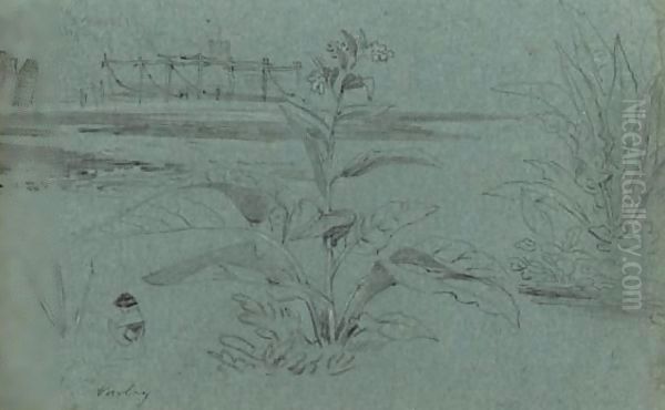Study Of A Plant - view 1