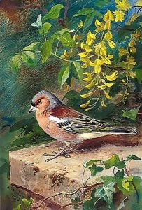 Chaffinch by Archibald Thorburn