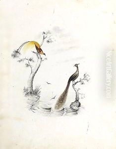 Birds Of Paradise by Edward Lear