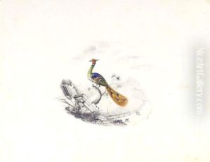 A Bird Of Paradise by Edward Lear