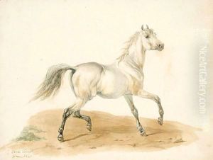 Study Of A Horse