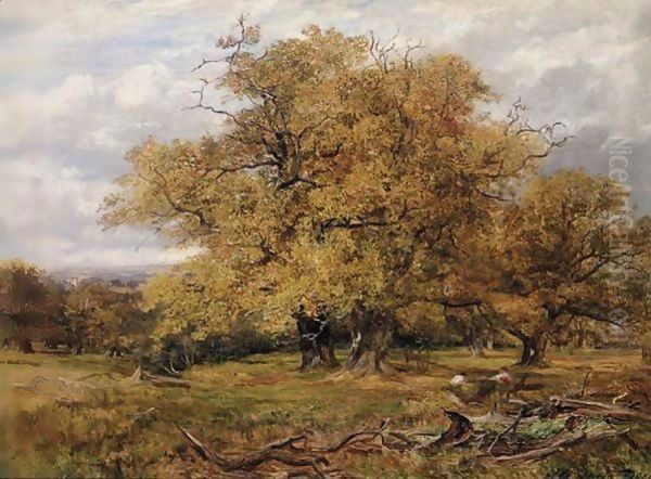 Cadzow Forest, Autumn - view 1