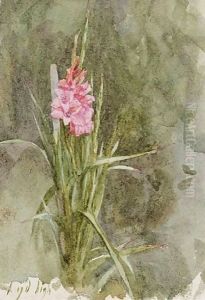 Pink Gladiolae