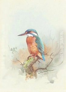 Kingfisher
