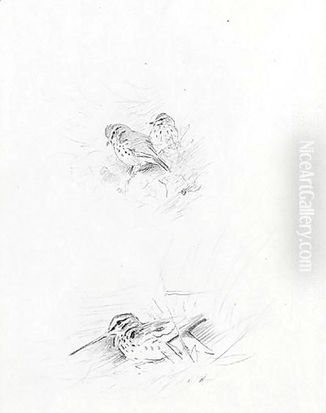 Snipe And Redwing - view 1
