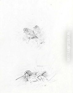 Snipe And Redwing