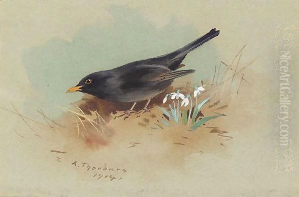 Blackbird - view 1