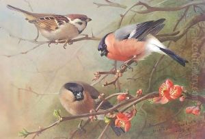 Tree Sparrow And Bullfinches by Archibald Thorburn