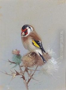 Goldfinch On Thistle by Archibald Thorburn