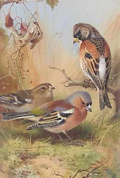 A Brambling And Two Chaffinches - view 1