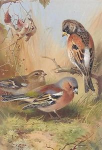 A Brambling And Two Chaffinches by Archibald Thorburn