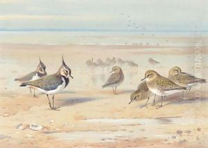 Lapwing And Golden Plover On The Shore