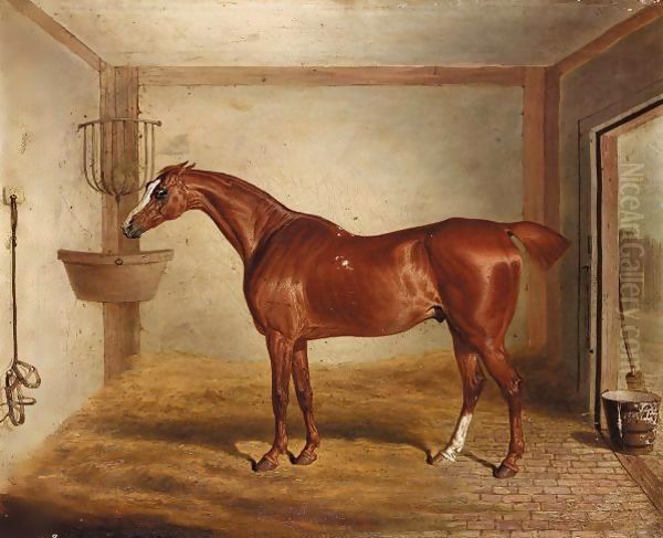 'Whittington', A Favourite Bay Hunter In A Stable - view 1