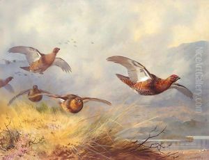 Grouse in flight by Archibald Thorburn