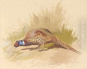 Chinese ring necked pheasant by Archibald Thorburn