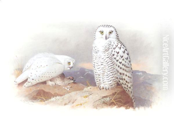 Showy Owls - view 1