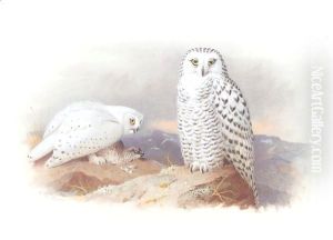Showy Owls