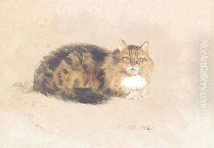 Study of cat