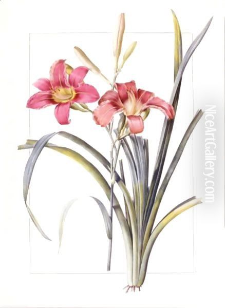 Hemerocallis Fulva 'Day Lily' - view 1