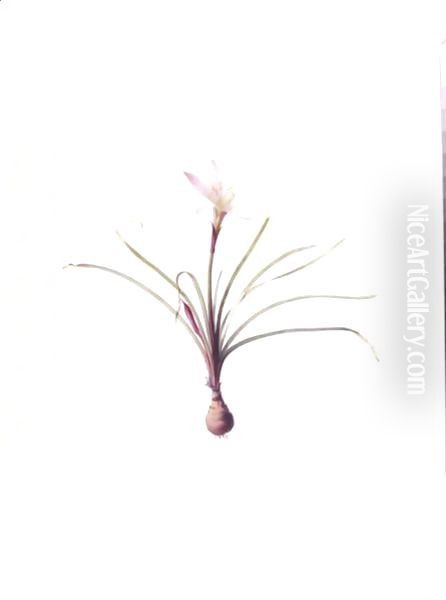 Amaryllis Atamasco - view 1