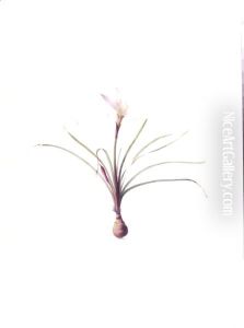 Amaryllis Atamasco