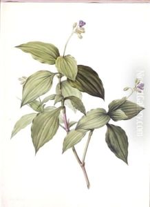 Tradescantia Erecta by Pierre-Joseph Redoute