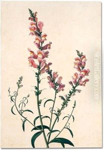 Study of a spray of snapdragons by Pancrace Bessa