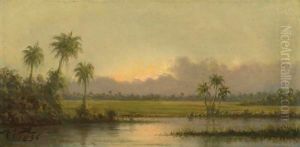 Palm Trees, Florida