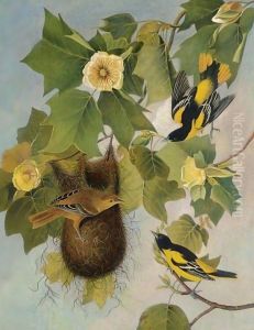 The Baltimore Oriole by Joseph Bartholomew Kidd