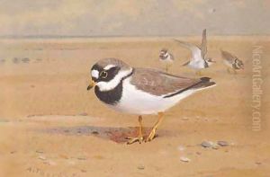 Ring Plover