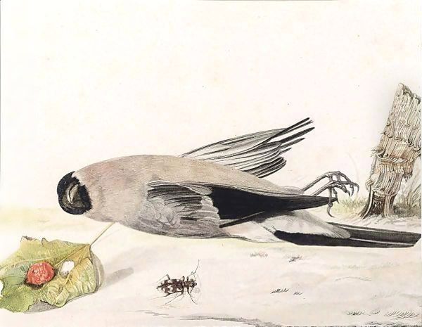 A Bullfinch And A Beetle - view 1