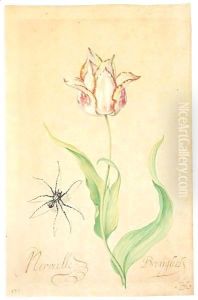 A Tulip 'Merveille Breughel' And Spider by Balthasar Van Der Ast