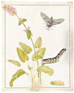 A Convolvulus Hawk Moth As A Pupa, Caterpillar And Moth, On A Sprig Of Betony by Maria Sibylla Merian