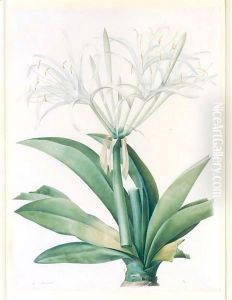 A Caribbean New World Pancratius Lily (Pancratium Speciosum) by Pierre-Joseph Redoute