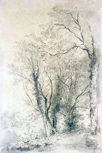A Woodland Path A Woodland Path