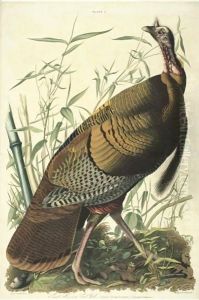 Great American Cock Male (Plate 1)