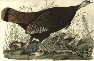 Great American Hen And Young (Plate Vi) by John James Audubon