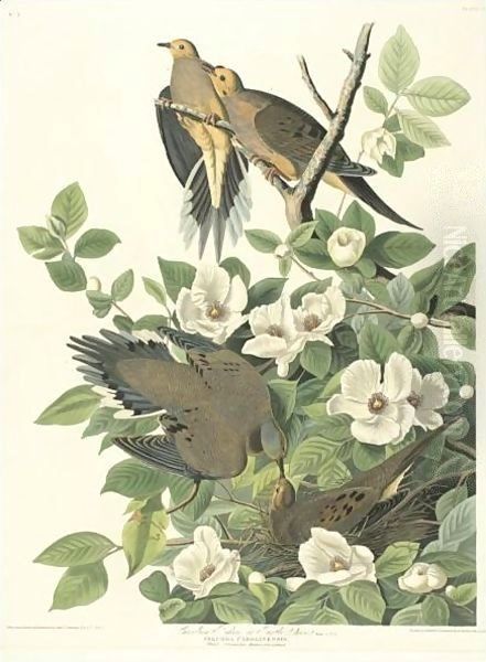 Carolina Turtle Dove (Plate 17) - view 1