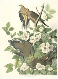 Carolina Turtle Dove (Plate 17) by John James Audubon