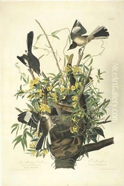 The Mocking Bird (Plate 21) - view 1