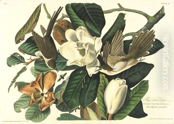 Black-Billed Cuckoo (Plate 32) - view 1