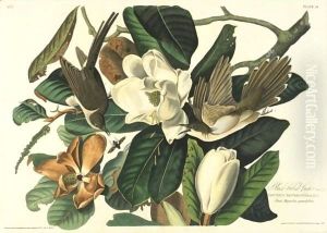 Black-Billed Cuckoo (Plate 32) by John James Audubon