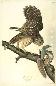 Barred Owl (Plate 46)