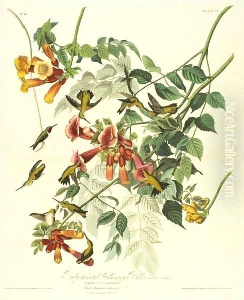 Ruby-Throated Humming Bird - view 1